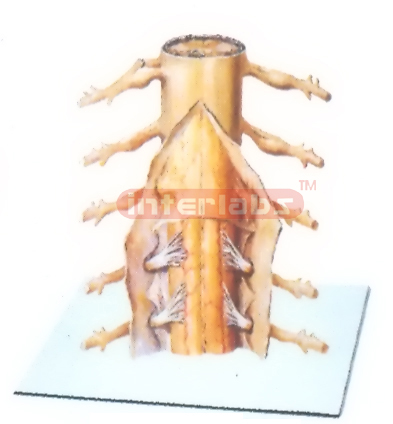 CAPSULES MODEL OF SPINAL CORD (POSTERIOR ASPECT)